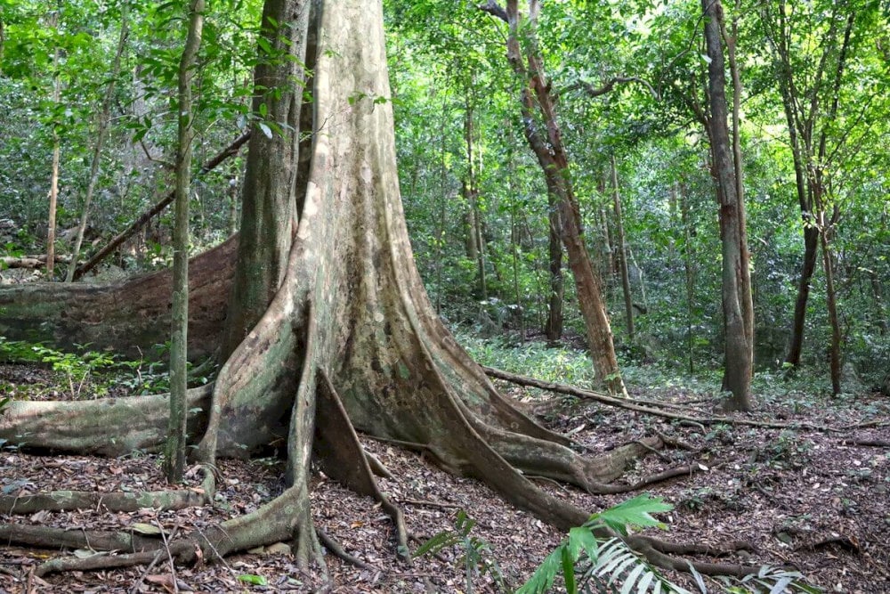 ​The ancient crocodile tree stands out with its giant root system stretching across the forest floor